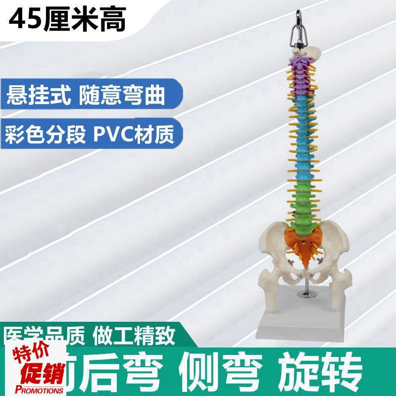 人体脊椎模型彩色脊柱正骨推拿生理弯曲I健身瑜伽培训骨盆腿骨生