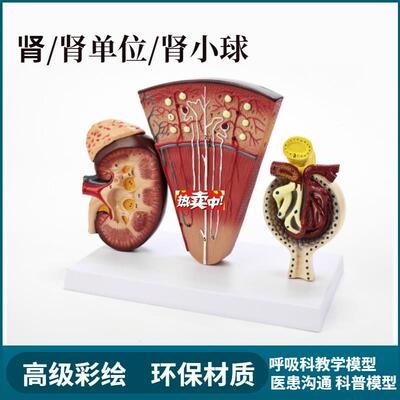 热销人体模型医院学校教学演L示教具肾小球内脏器官解剖肾剖面单