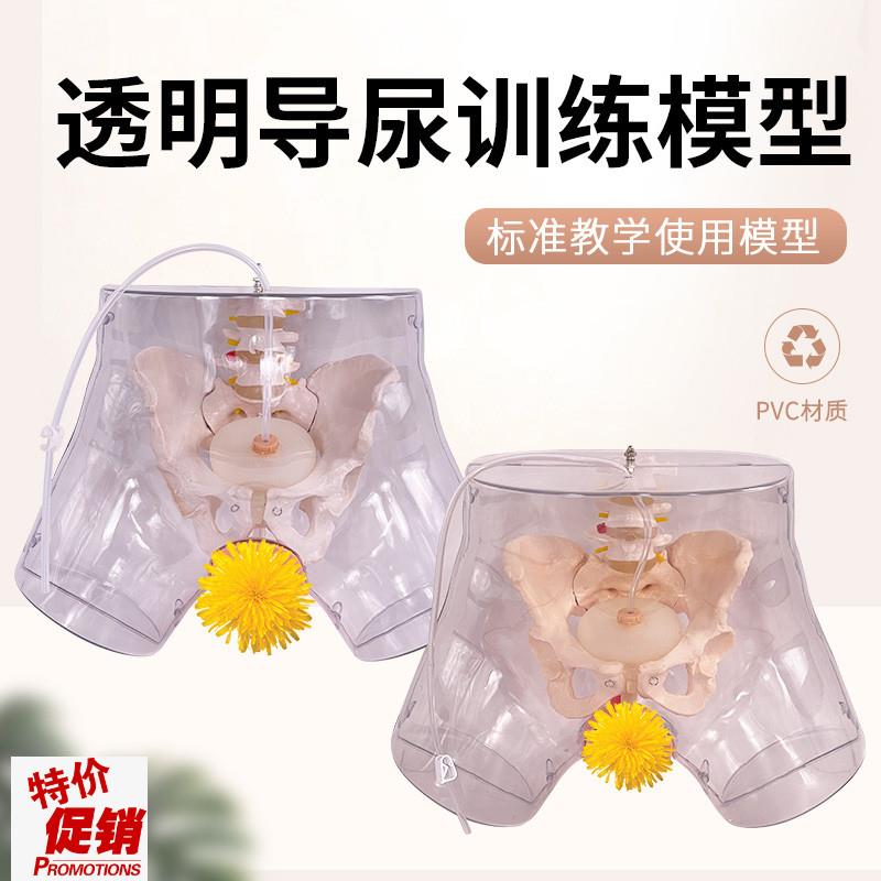 高级透明男性导尿模型男性生殖器男性生L殖解剖模型女性导尿模型