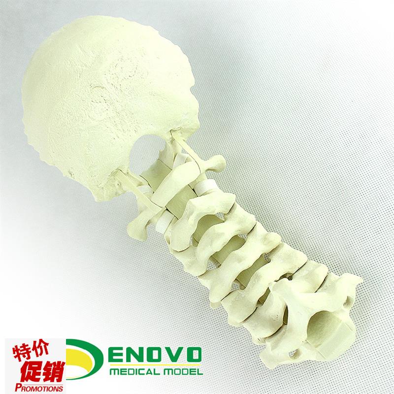 ENOVO正品人体颈椎后路系统手术PCF操作仿真骨Sawbon.e骨科模型