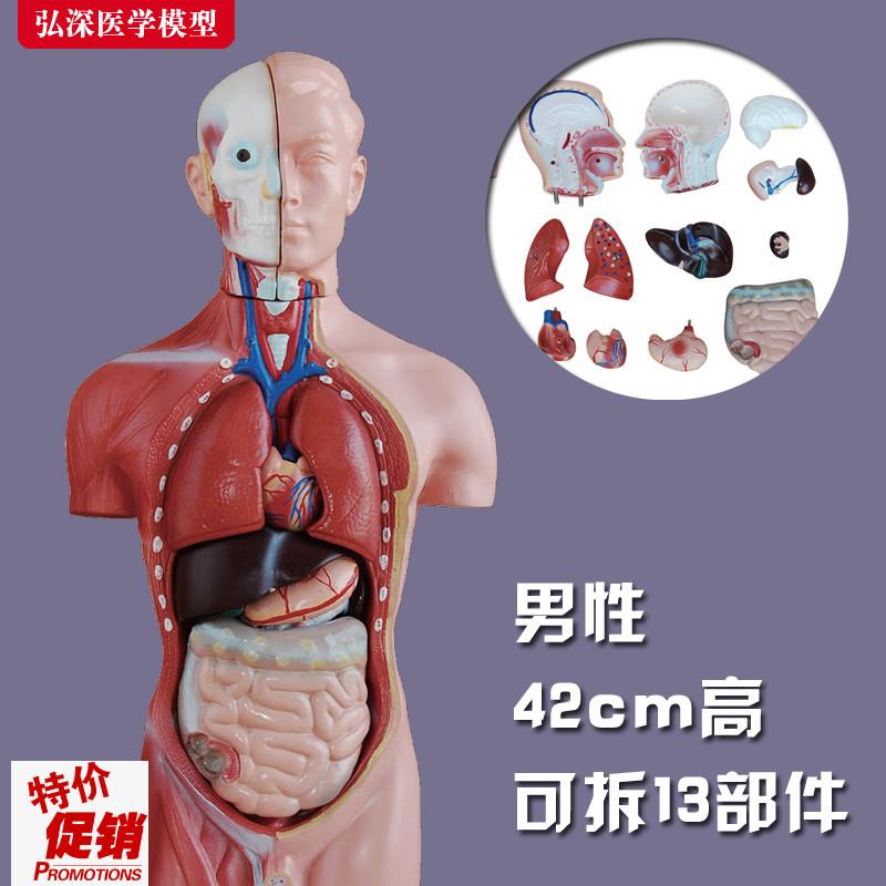 躯干模型人体内脏胸腹部器官解剖男性五脏心肝脾肺肾X结构教学玩