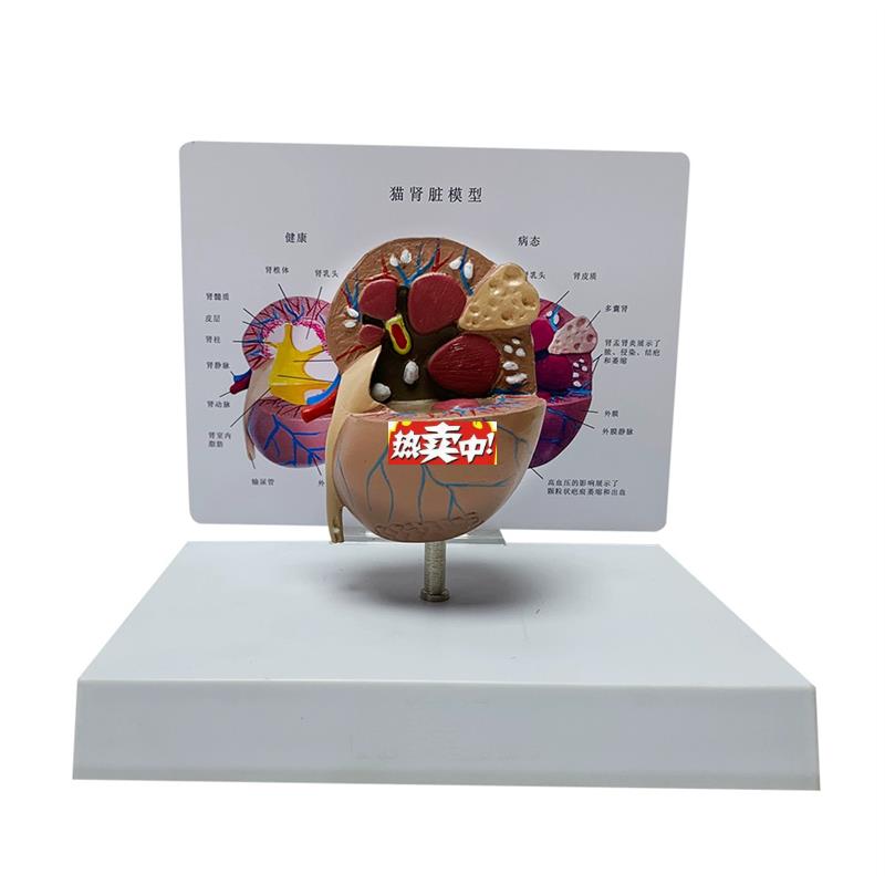 热销猫咪肾脏模具仿真猫泌尿器官动物内脏e宠物医院兽医解剖教具