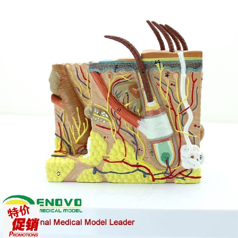ENOVO颐诺人体皮肤组织解剖y放大模型微创皮肤美容美妆整形脸面部