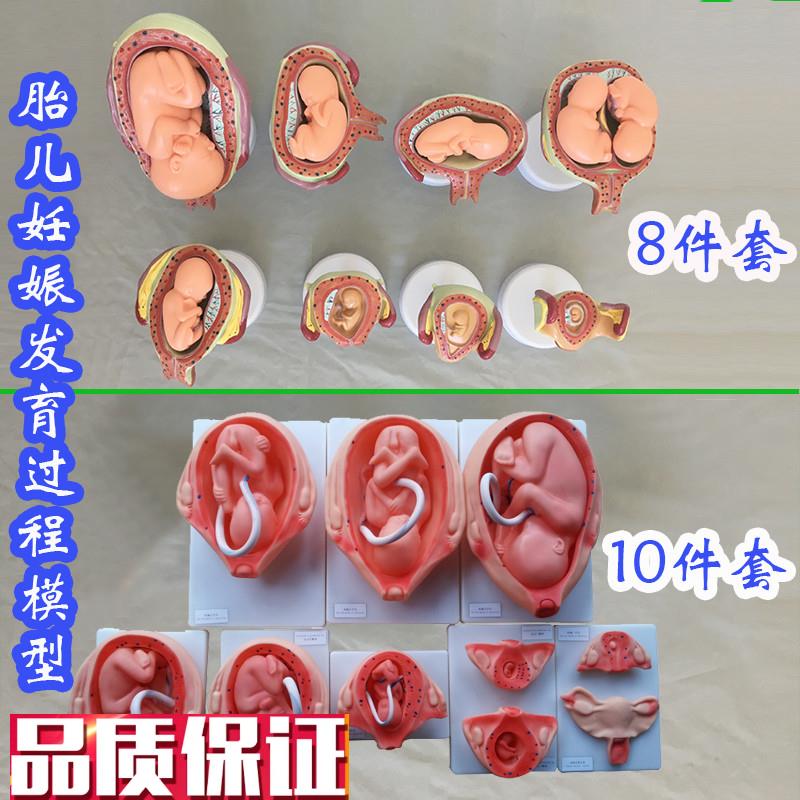 胎儿妊娠发育过程模n型8件套10件套医学教具人体骨骼医用婴儿生殖