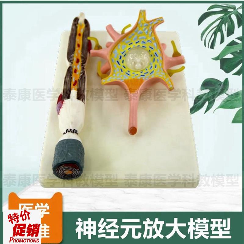 神经元模型神经细胞人体神经微A细结构髓鞘胞体细胞核医用教具