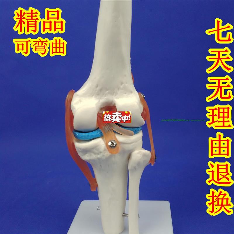 热销人体膝关节功能模型人体骨骼关节模型膝关O节模型膝盖骨髌骨