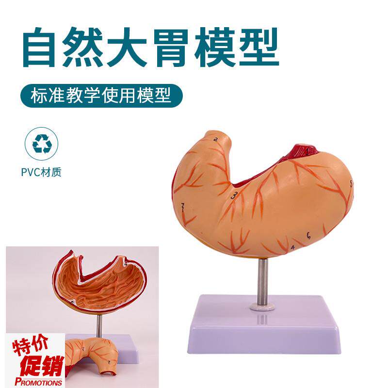 自然大胃模型仿真拆卸2部件胃粘膜消化系统胃血R管神经肌肉医生用