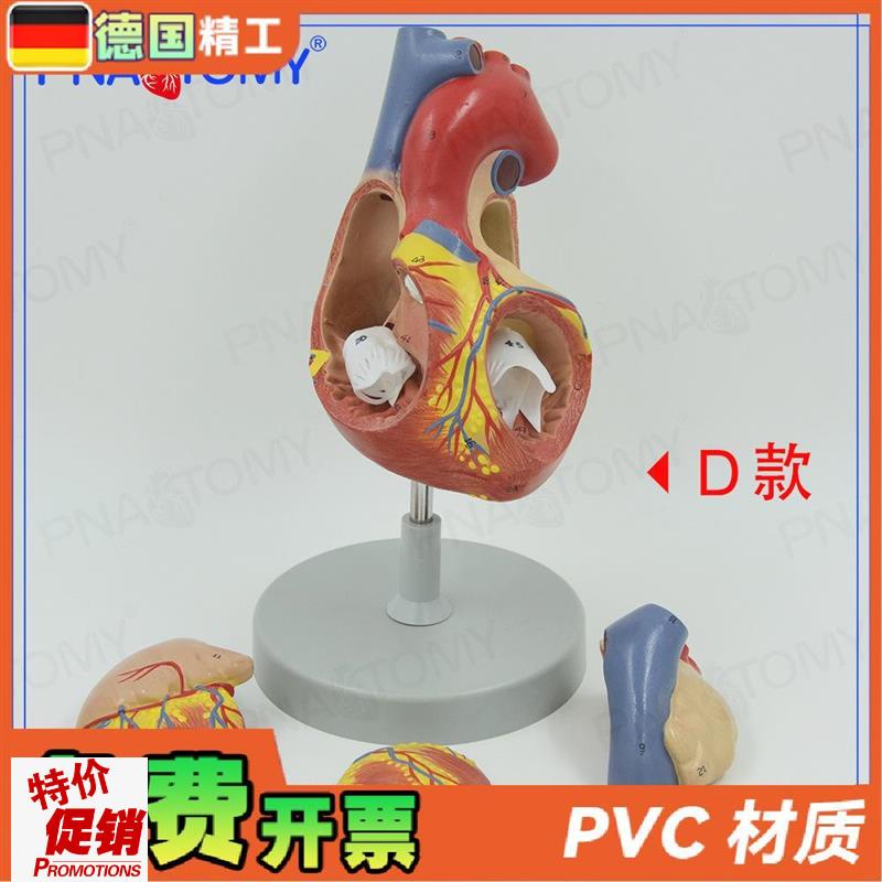 德国】两倍大心脏模型人体心脏放大解剖K教具四部件教学演示可拆