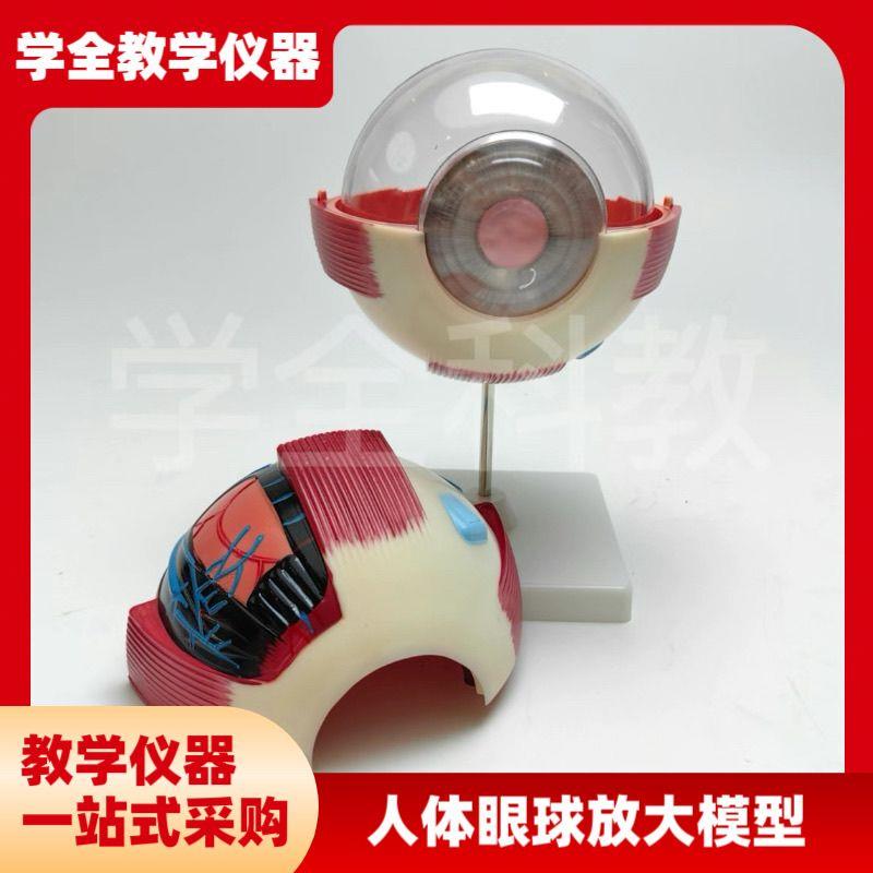 人体眼球放大模型眼睛解剖眼珠眼科结构K仪器构造教学演示模具训