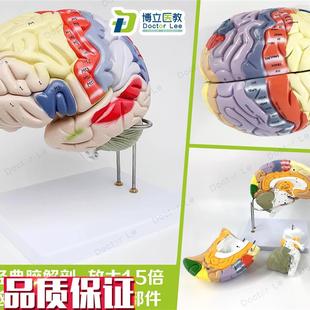 专业医学人体大脑解剖模型脑功能放大1.5倍带标示教X学脑科脑皮层