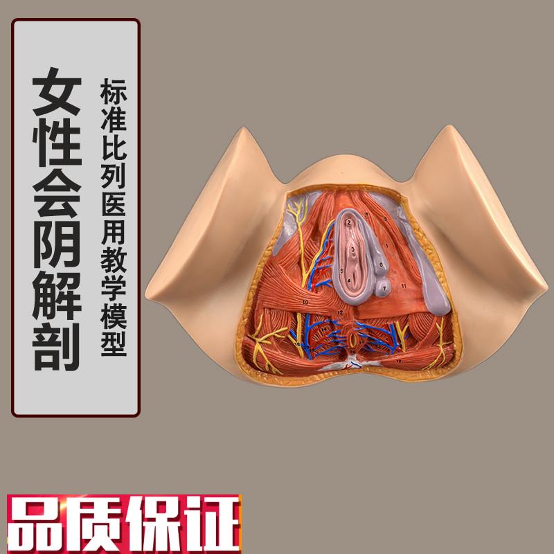 女性会阴模型h会阴解剖模型妇科解剖模型女性生殖器官解剖模型