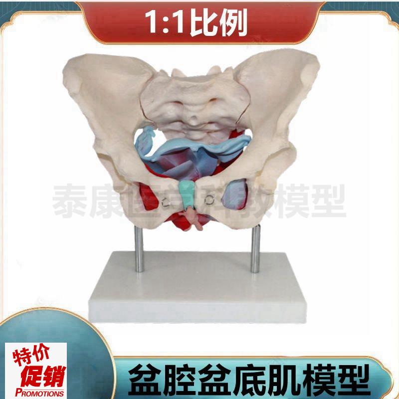 1比1女骨盆模i型盆底肌筋膜脏器组织子宫生殖会阴月嫂培训产后修