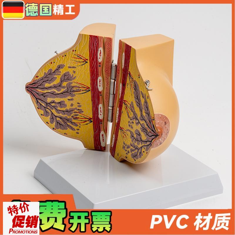 德国】乳房模型胸模型胸部解剖模B型静止期女性乳房结构造医学教