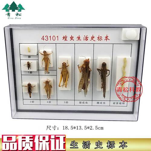 蝗虫生活史标本J431r01初中高中生物实验教学仪器器材标本实验