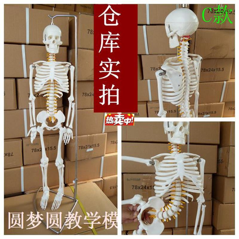 热销85CM可弯L曲脊椎人体骨骼模型教学用白骨观结构模