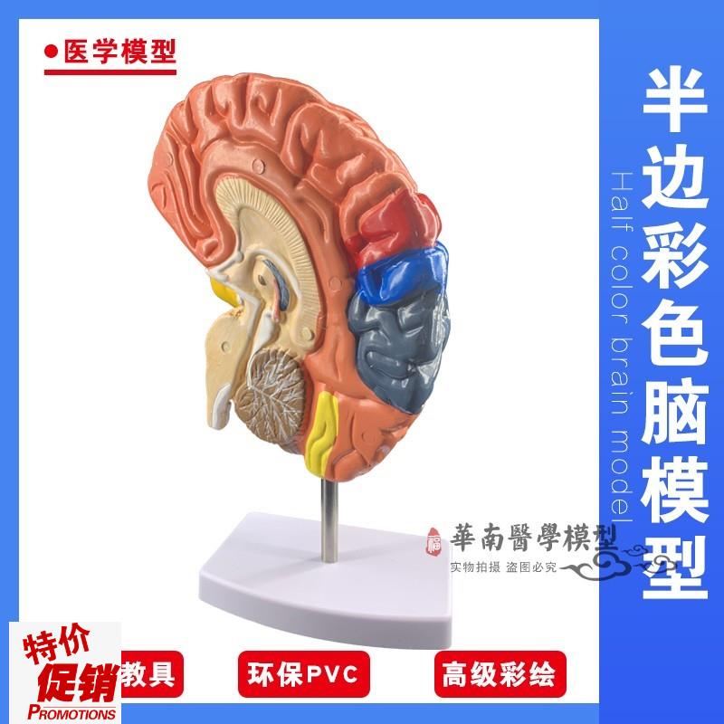 脑模型脑功能区域色分模型人体大脑解剖模型S人脑构造脑结构
