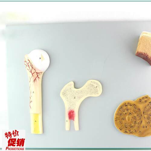 骨的构造模e型人体骨骼骨架模型骨骼教学模型SMD0012