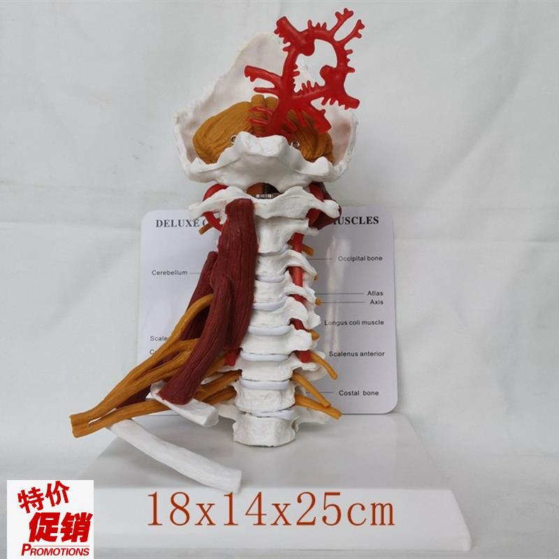 成人颈椎带神经血管骨骼骨架模型教学医用教学讲Z解展示玩具