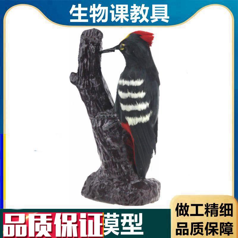 啄木鸟模型生物课教具中学教育装备G教学仪器动物鸟类标本仿真