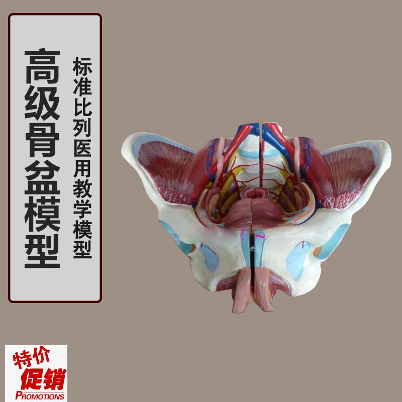 女性骨盆附盆底肌和神经模型女性骨盆模型韧带R神经肌肉盆骨模型