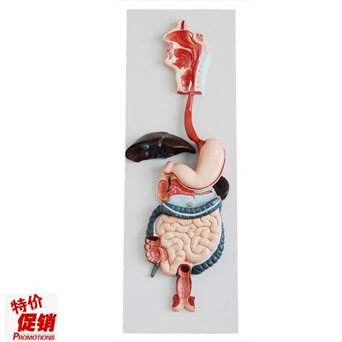 消化系统模型