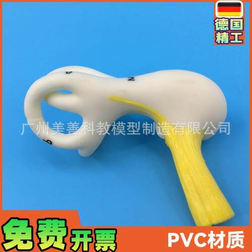 人体耳朵半规管耳蜗半规管A解剖模型内耳耳模型耳迷路模型