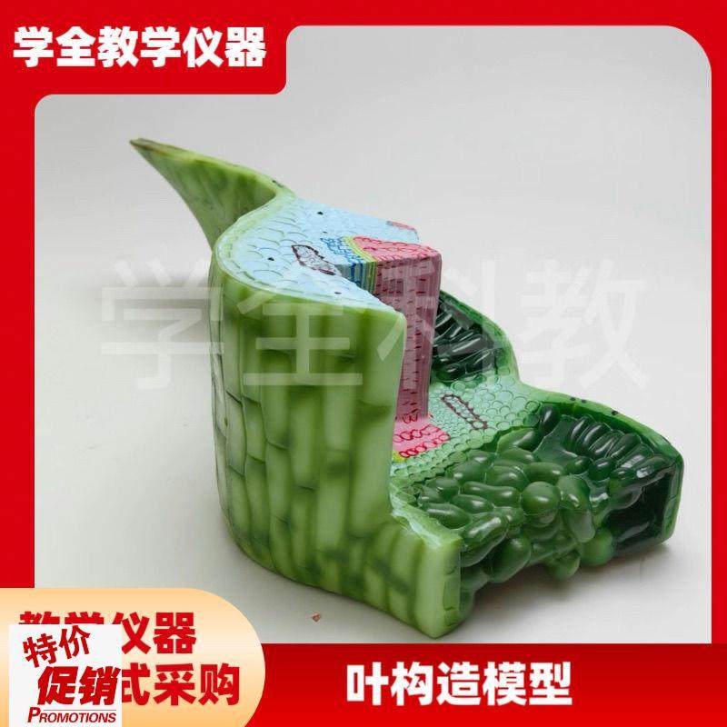叶构造模型J33006初高中生物植物解剖模型课堂教学演Y示用教学仪