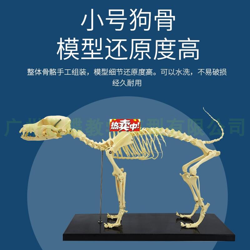 热销仿真狗骨骼模型骨架动物模型教O学模型动物模型兽医教学用