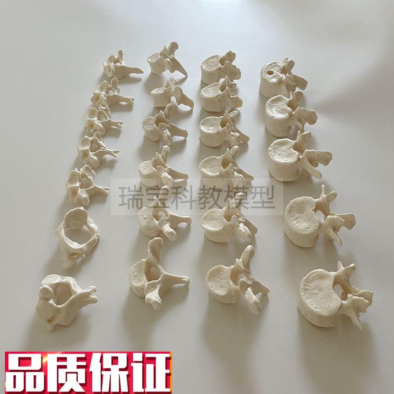人体颈椎胸椎腰椎模型1比1v仿真脊神经椎间盘正骨小针刀瑜伽健身