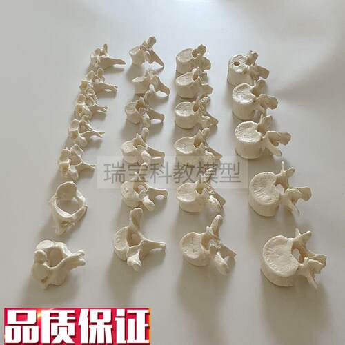 人体颈椎胸椎腰椎模型1比1v仿真脊神经椎间盘正骨小针刀瑜伽健身