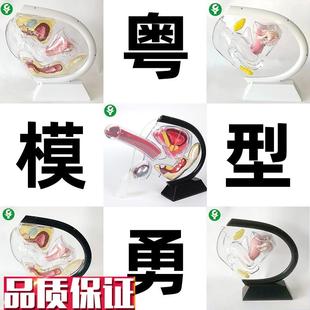 人体透明子宫模型可视女性生殖解剖模型计划生育展示W用品科普教