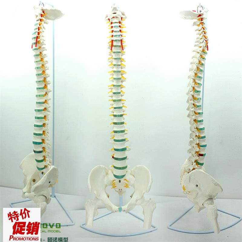 颐诺正品医用人体脊柱模型脊椎骨盆E颈椎胸椎腰椎整骨科骨骼模型