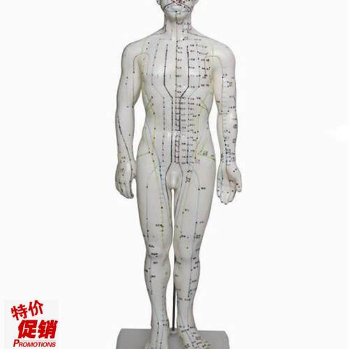 人体针灸模型(男性)高4E6cm人体模型医学模型