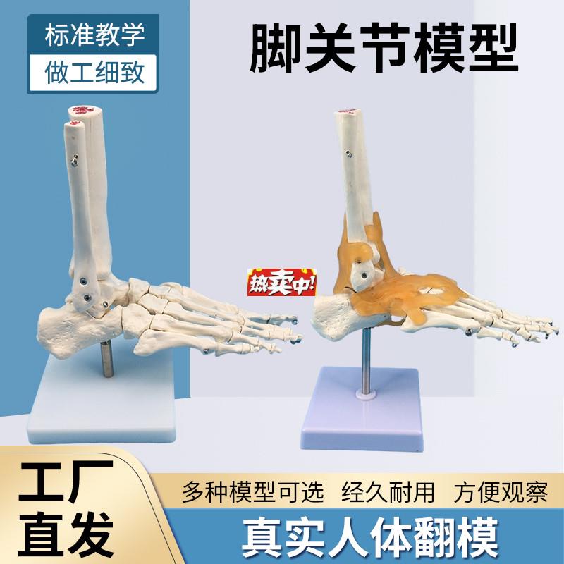 热销脚关节模型d脚骨模型脚部骨骼构造模型足部踝关节腓骨趾骨结