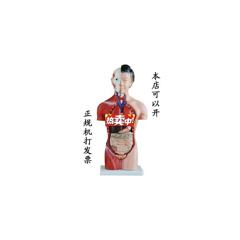 热销42CM女性躯p干模型13件人体医学解剖模型内脏模型特价促