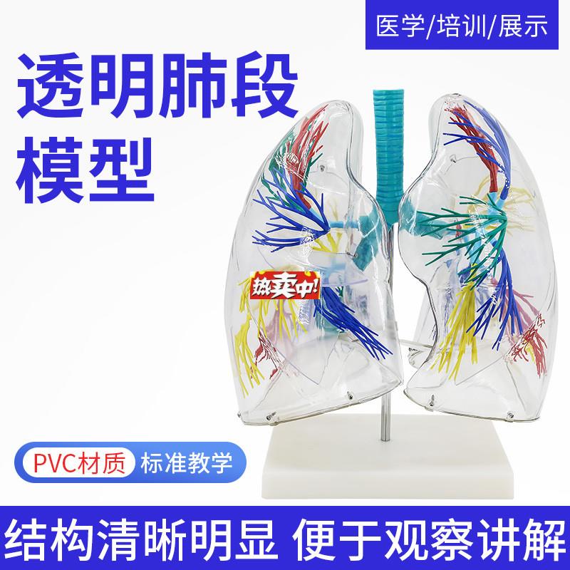 热销肺段模型透明肺段模型肺模型胸外科支气q管树人体肺部解剖模