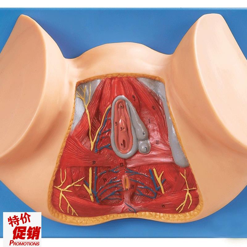 女性会阴模型/解剖模型A151G13/女性阴道切开模型