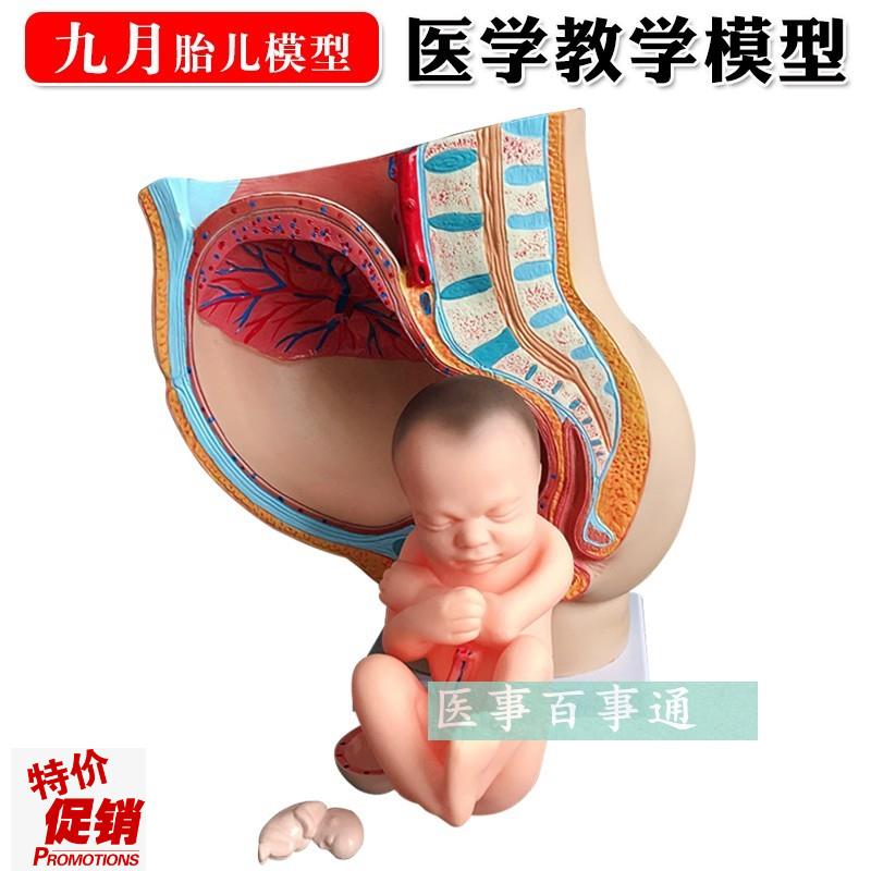 女性矢状解剖模k型(部件)骨盆妊娠九个月胎儿模型分娩直观
