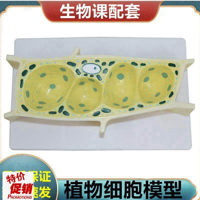 植物细胞模型叶绿体玉米籽芽结构荠菜胚发育过程根尖解.剖单子叶