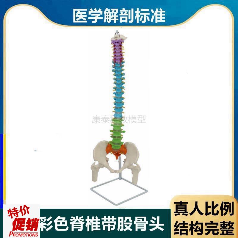 人体脊柱a模型彩色脊椎1比1仿真颈椎动脉腰椎盆骨正骨瑜伽康复中