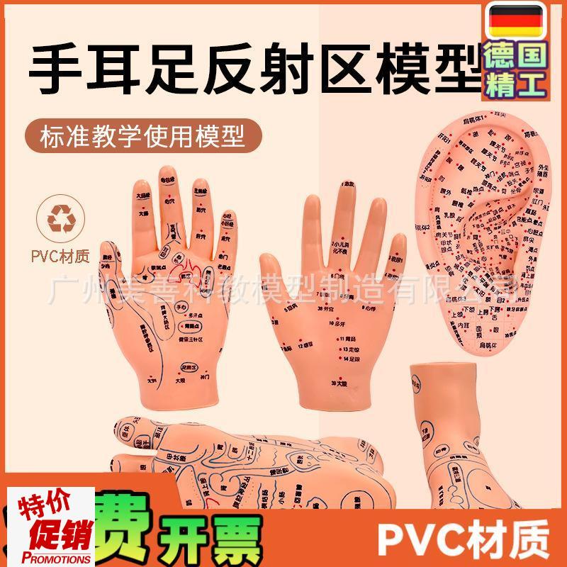 针灸足底脚模反射眼睛图脚穴位模型足部底耳模耳朵U手经络手部推