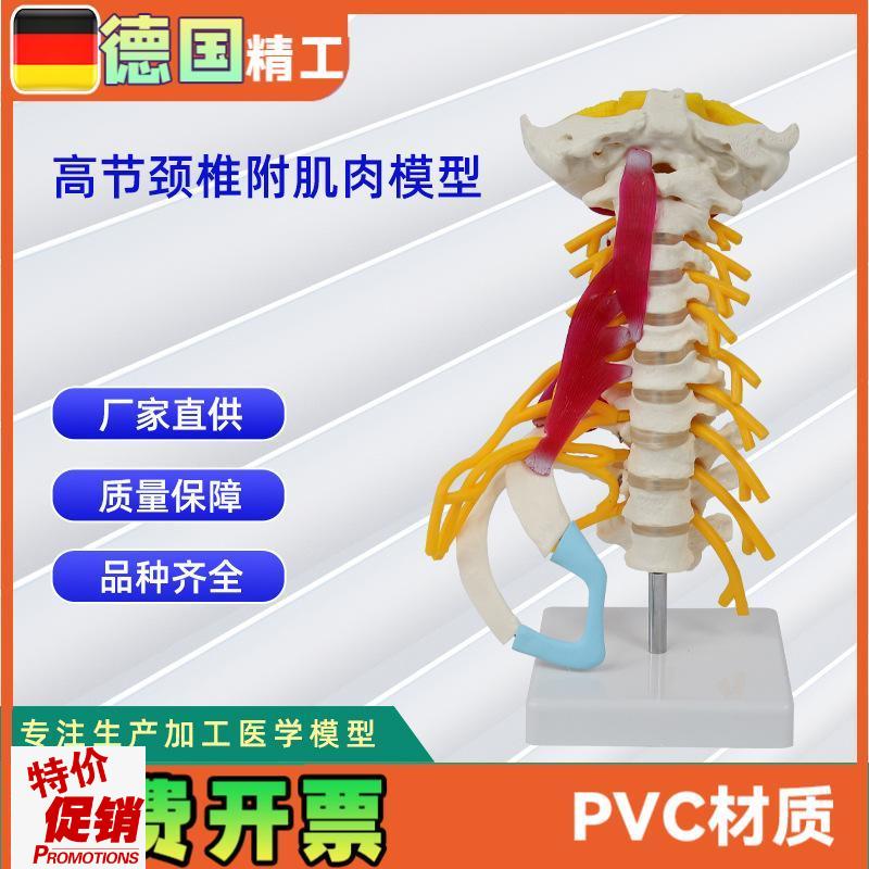 高级颈椎附肌肉模型仿真人体颈P椎医学展示模型