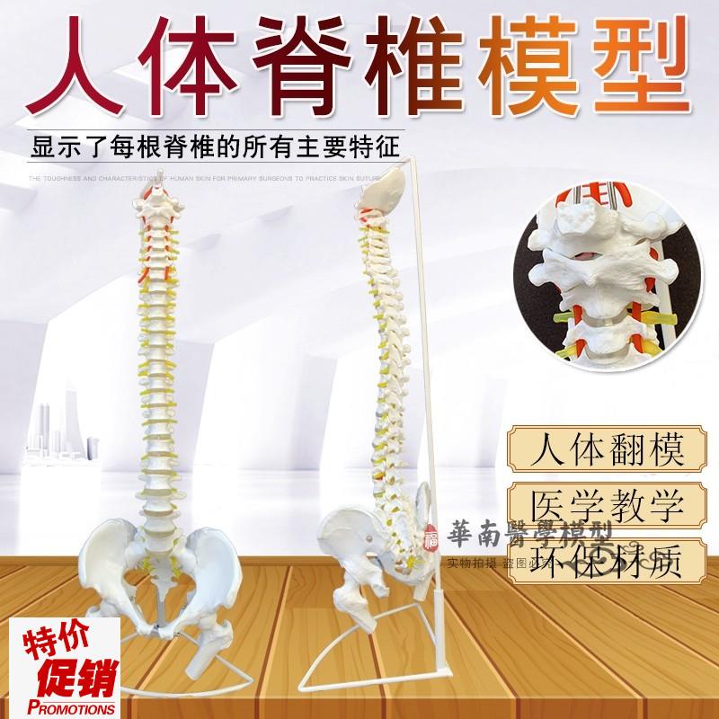 医学人体脊柱模型人体骨骼大脊椎成人G1:1带颈椎胸椎尾椎椎骨骨盆