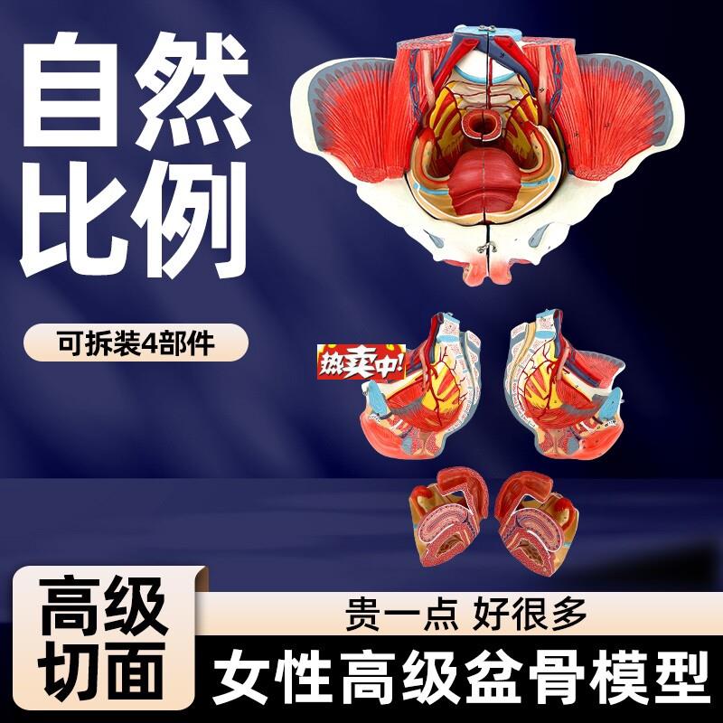 热销女性骨盆模型盆L底肌带生殖器血管神经肌肉子宫人体解剖教学