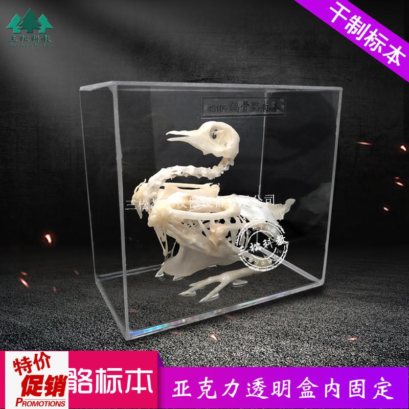鸽子骨骼标本鸽子骨架子r拼接教具教学展厅科研农业展馆解剖研究