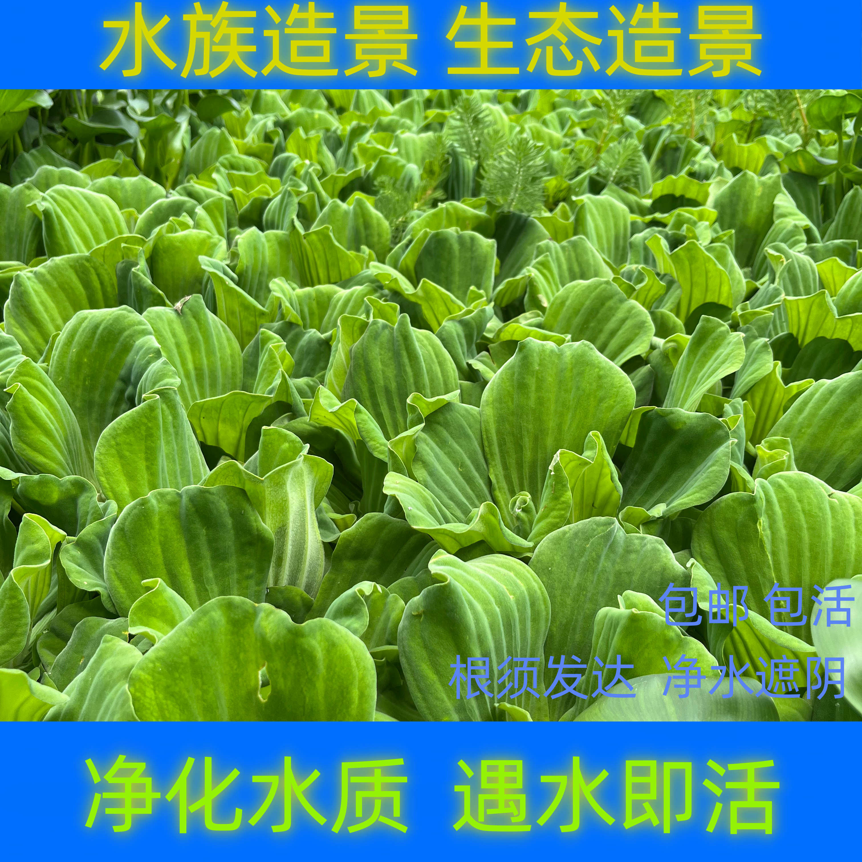 水生植物水芙蓉鱼缸池塘造景