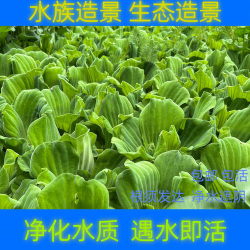 水生植物水芙蓉鱼缸池塘造景