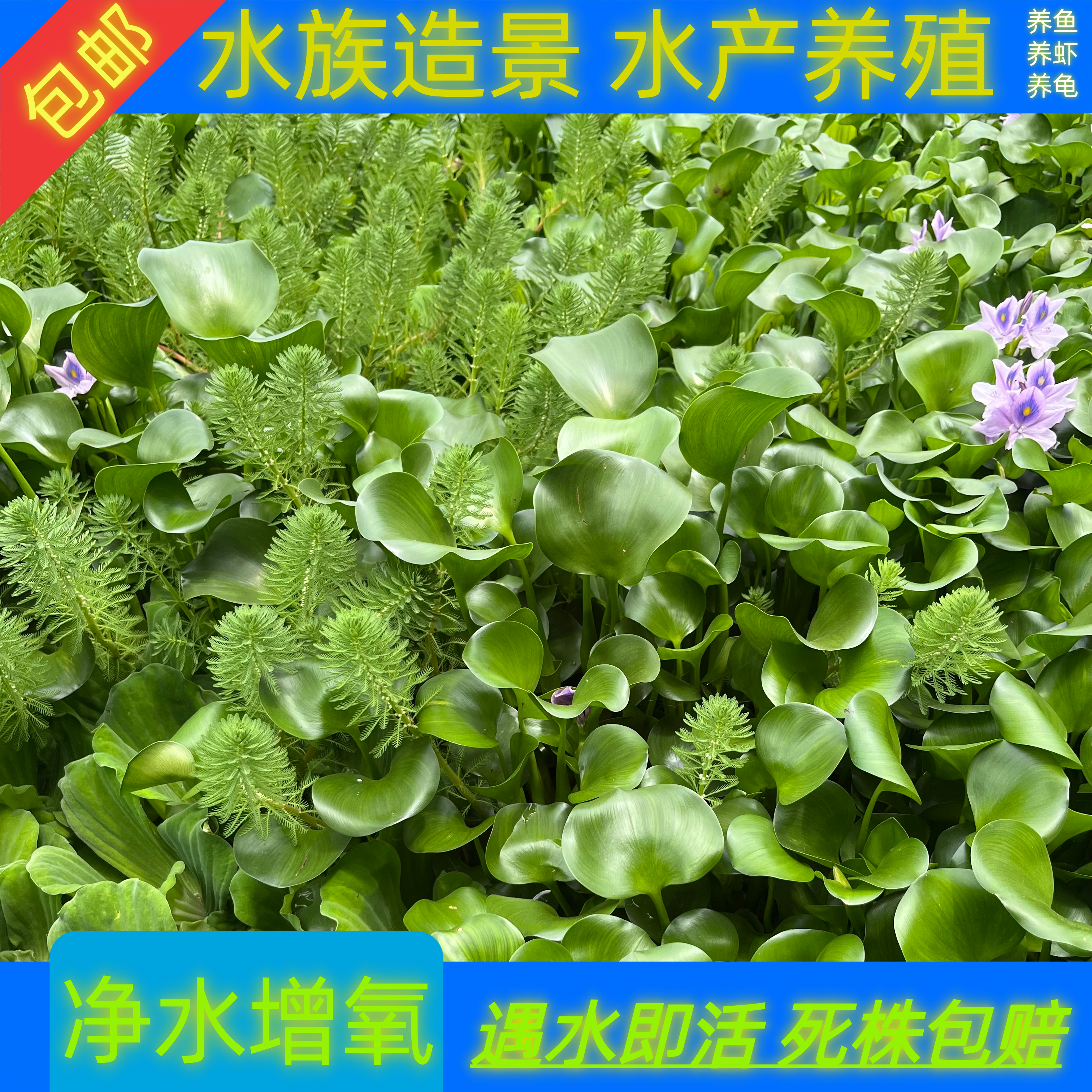 新手懒人造景水培水草植物套餐