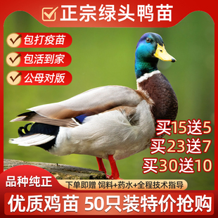 （60只装）青头鸭绿头鸭活苗仔大种麻鸭番鸭家禽小鸭子高产下蛋鸭