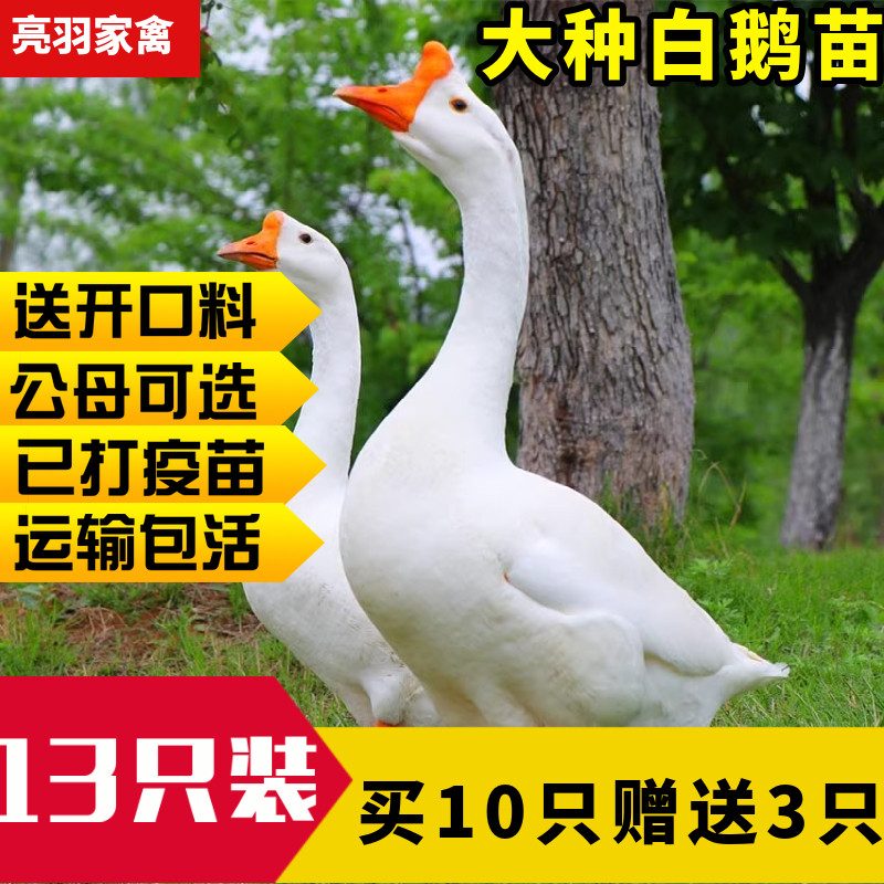 小鹅活苗白鹅苗幼苗产蛋王鹅仔浙东皖西四季鹅大种狮头鹅三花鹅苗怎么样,好用不?